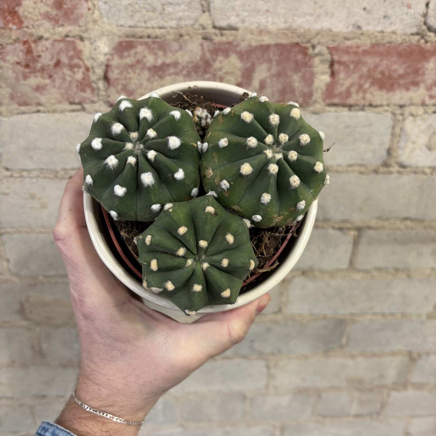 Cactus Cluster 'D' 5"