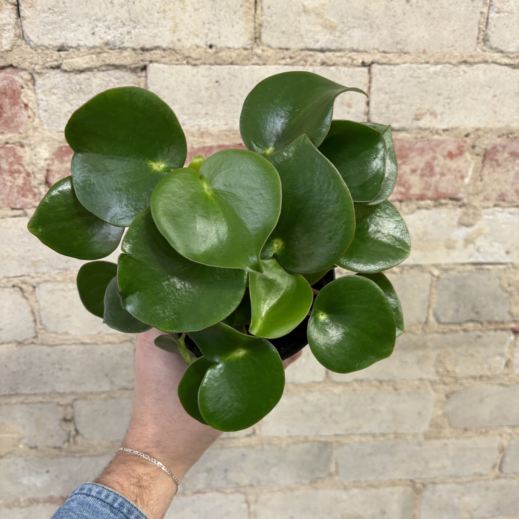 Peperomia 5" Raindrop