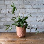 Epipremnum Skeleton Key 4"