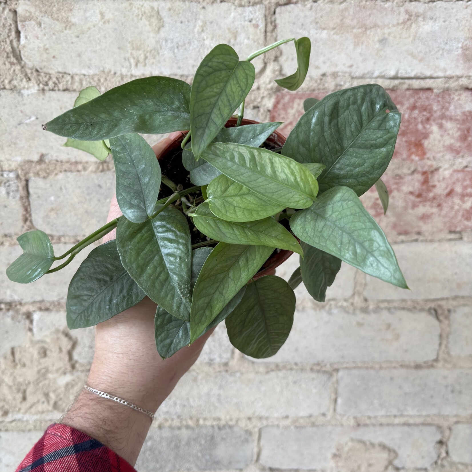 Cebu Blue Pothos 4"