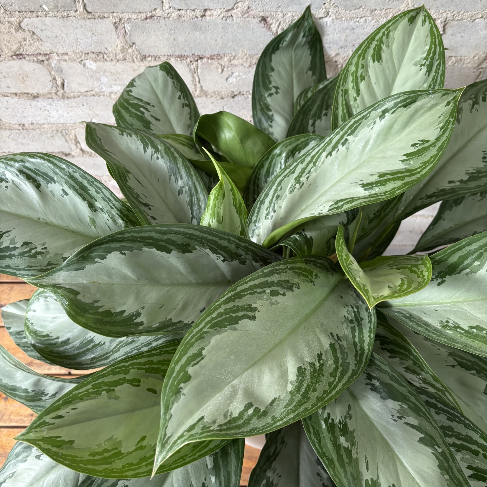 Aglaonema Silver Bay 8"