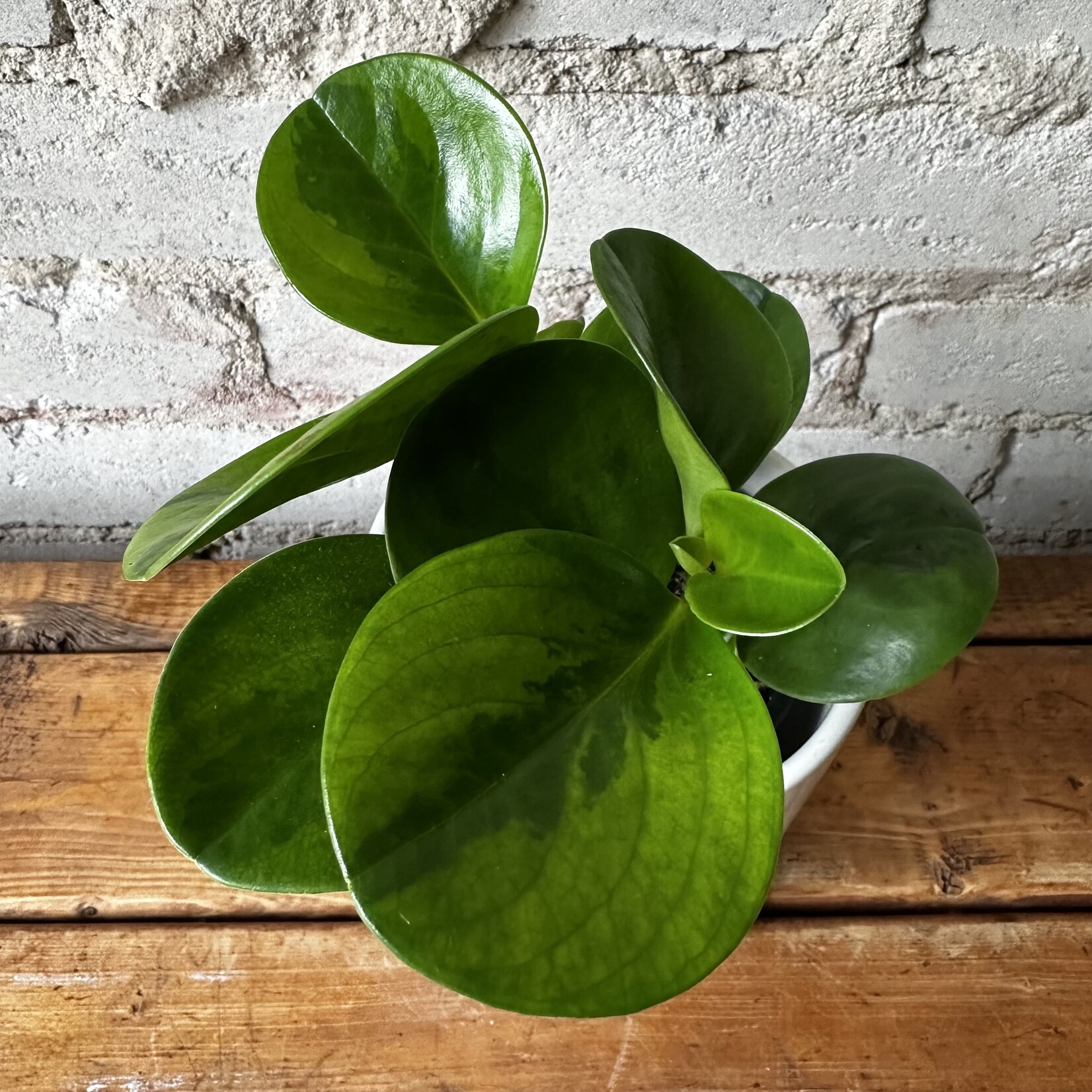 Peperomia Lemon Lime 3.5"