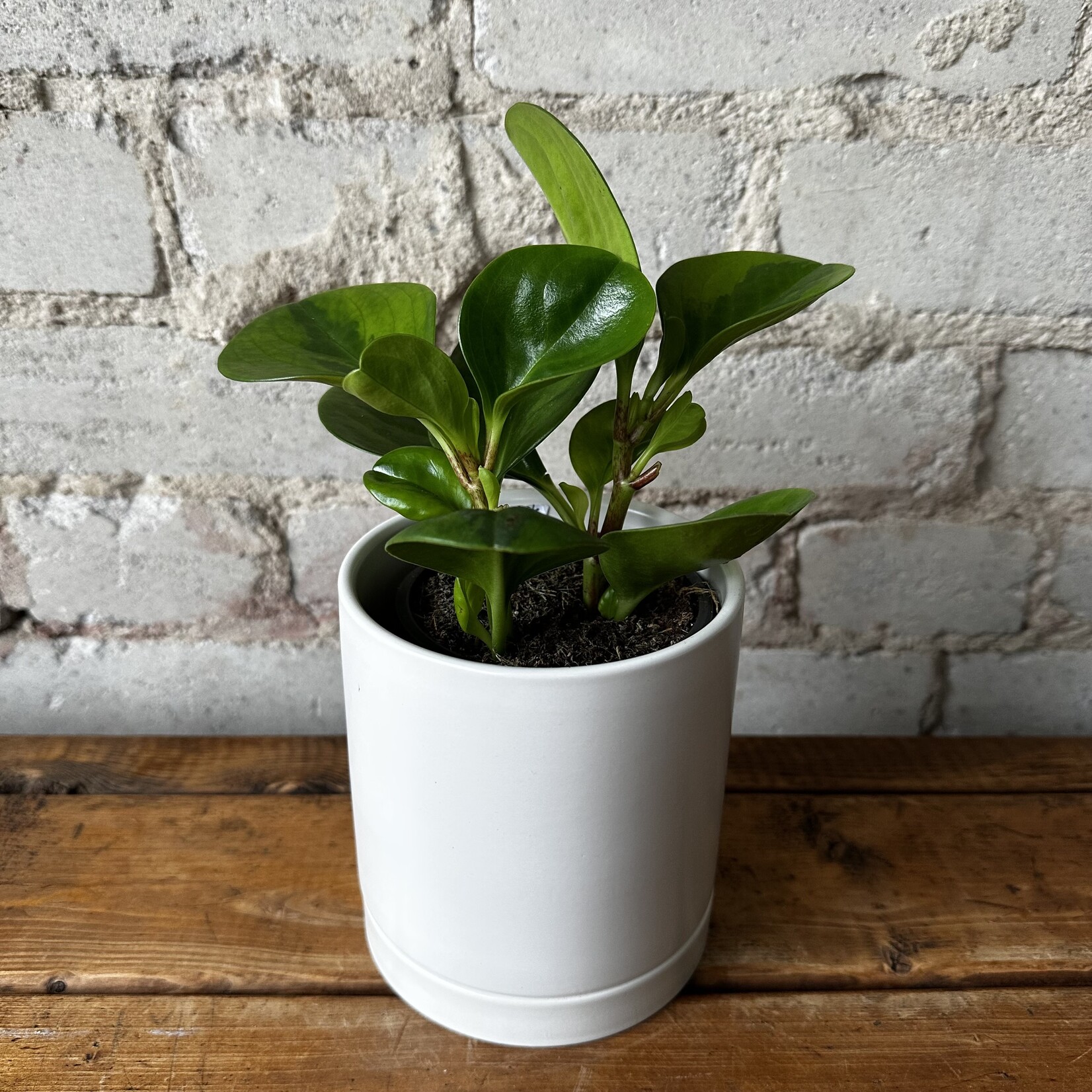 Peperomia Lemon Lime 3.5"