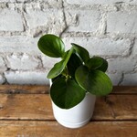 Peperomia Lemon Lime 3.5"