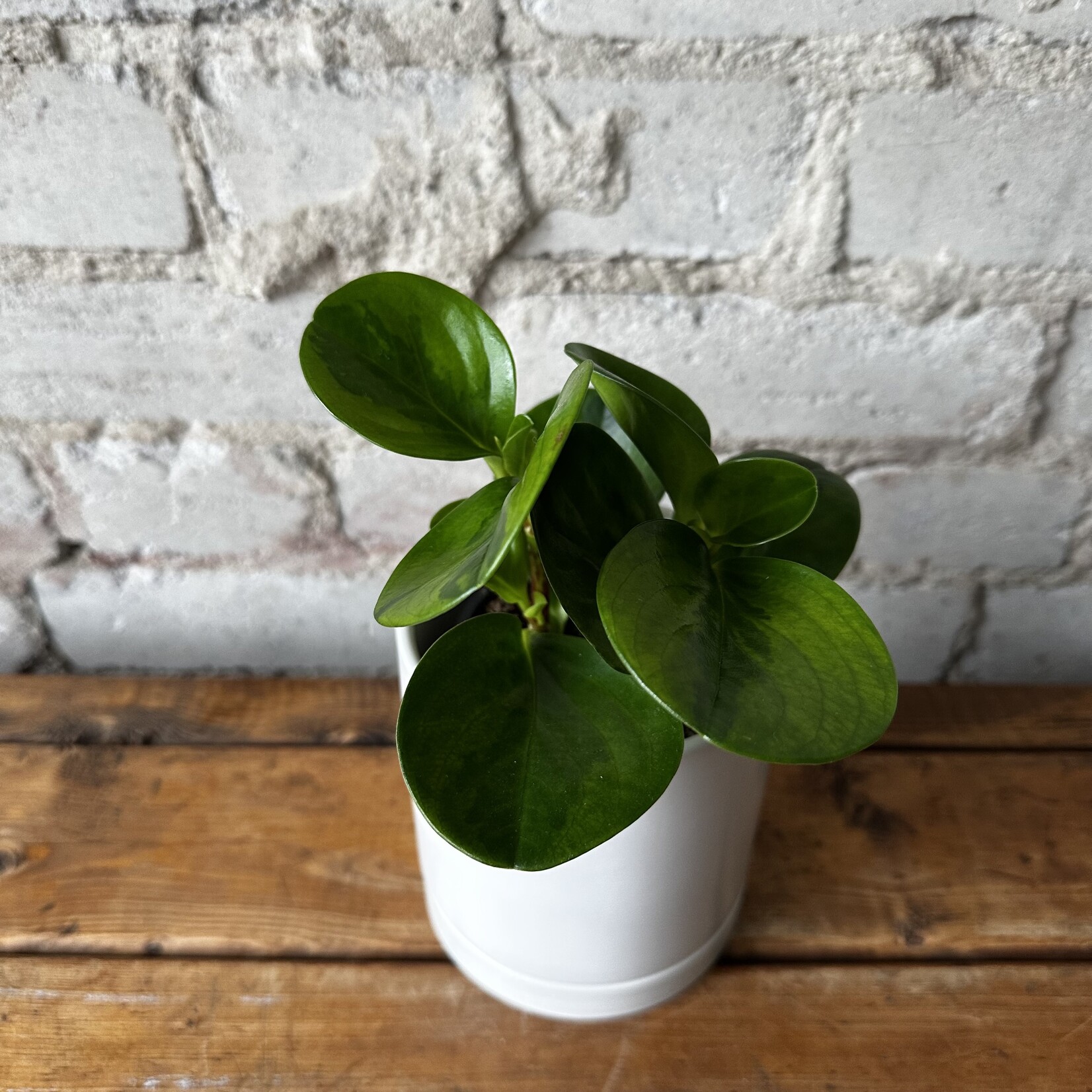Peperomia Lemon Lime 3.5"