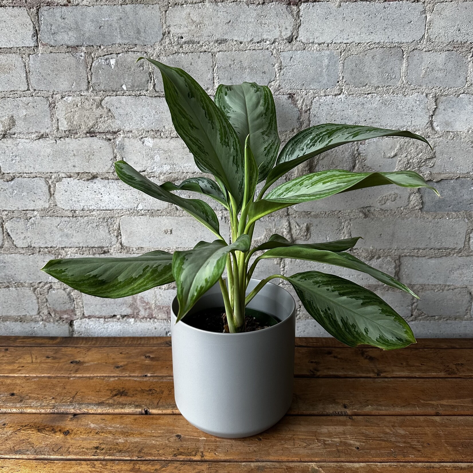 Aglaonema Silver Bay 6"