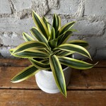 Dracaena Song of India 4"