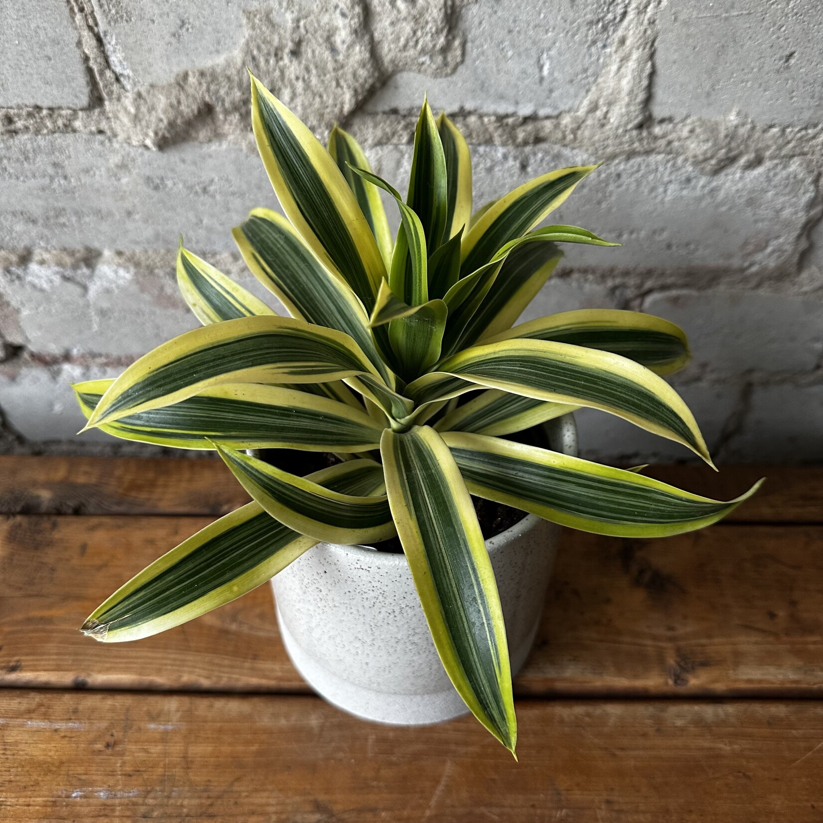 Dracaena Song of India 4"