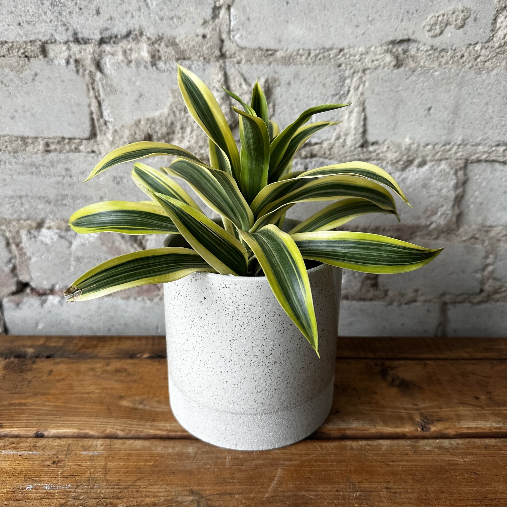 Dracaena Song of India 4"
