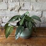 Cebu Blue Pothos 4"