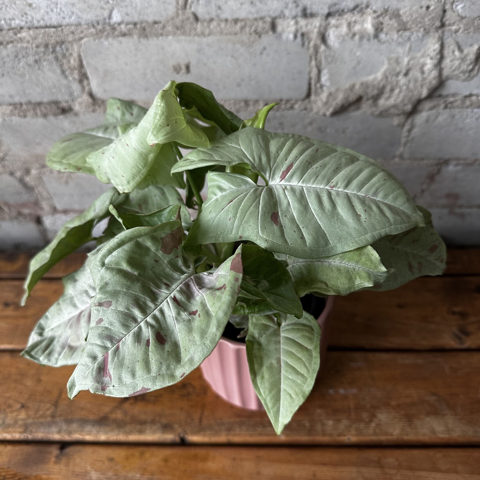 Syngonium Milk Confetti 4"