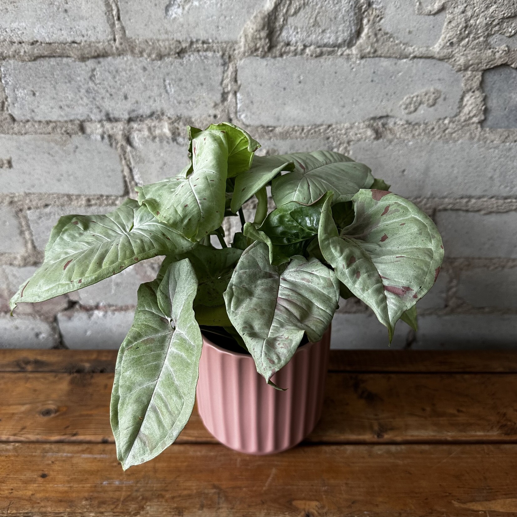 Syngonium Milk Confetti 4"