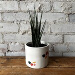 Sansevieria Mikado Fernwood 5"