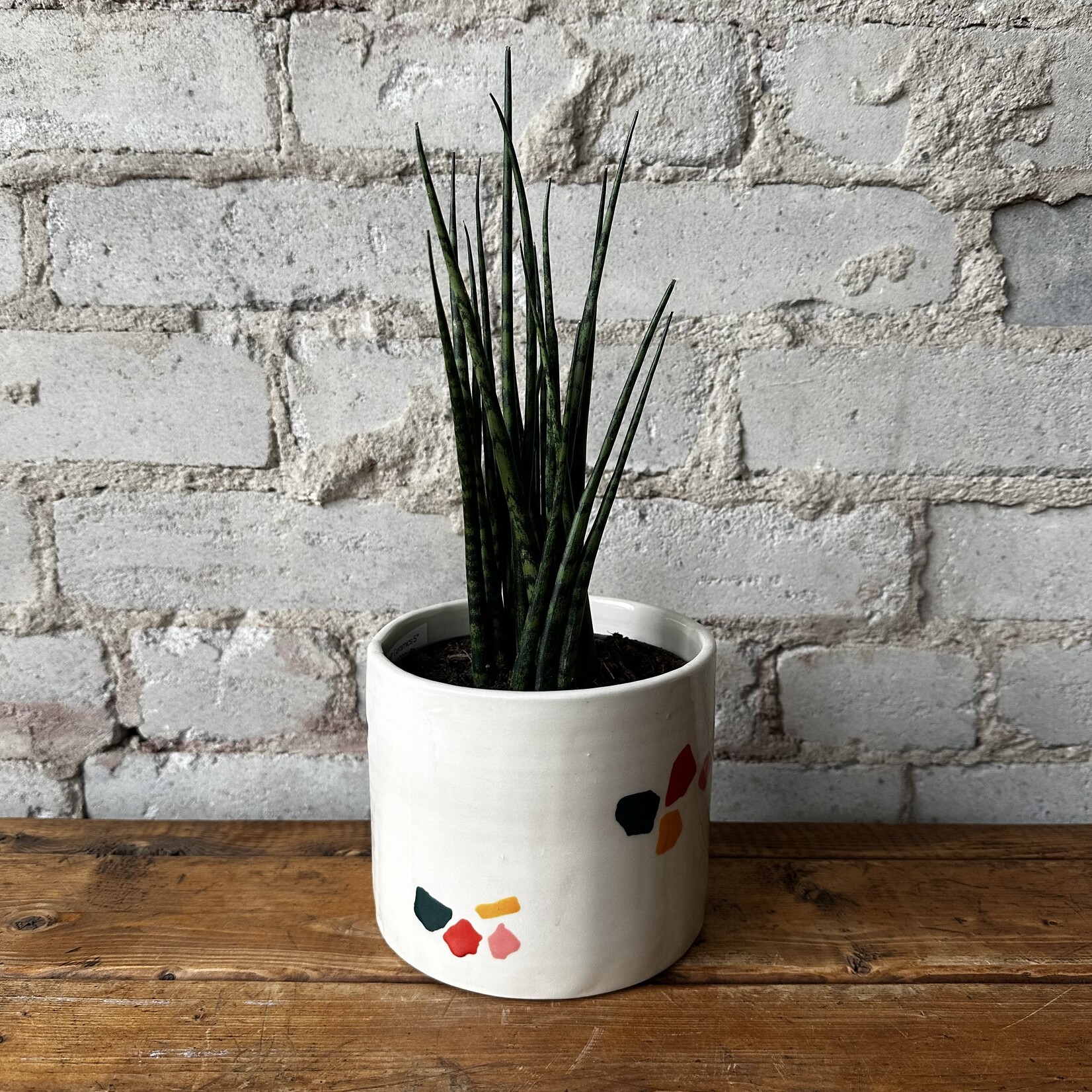 Sansevieria Mikado Fernwood 5"
