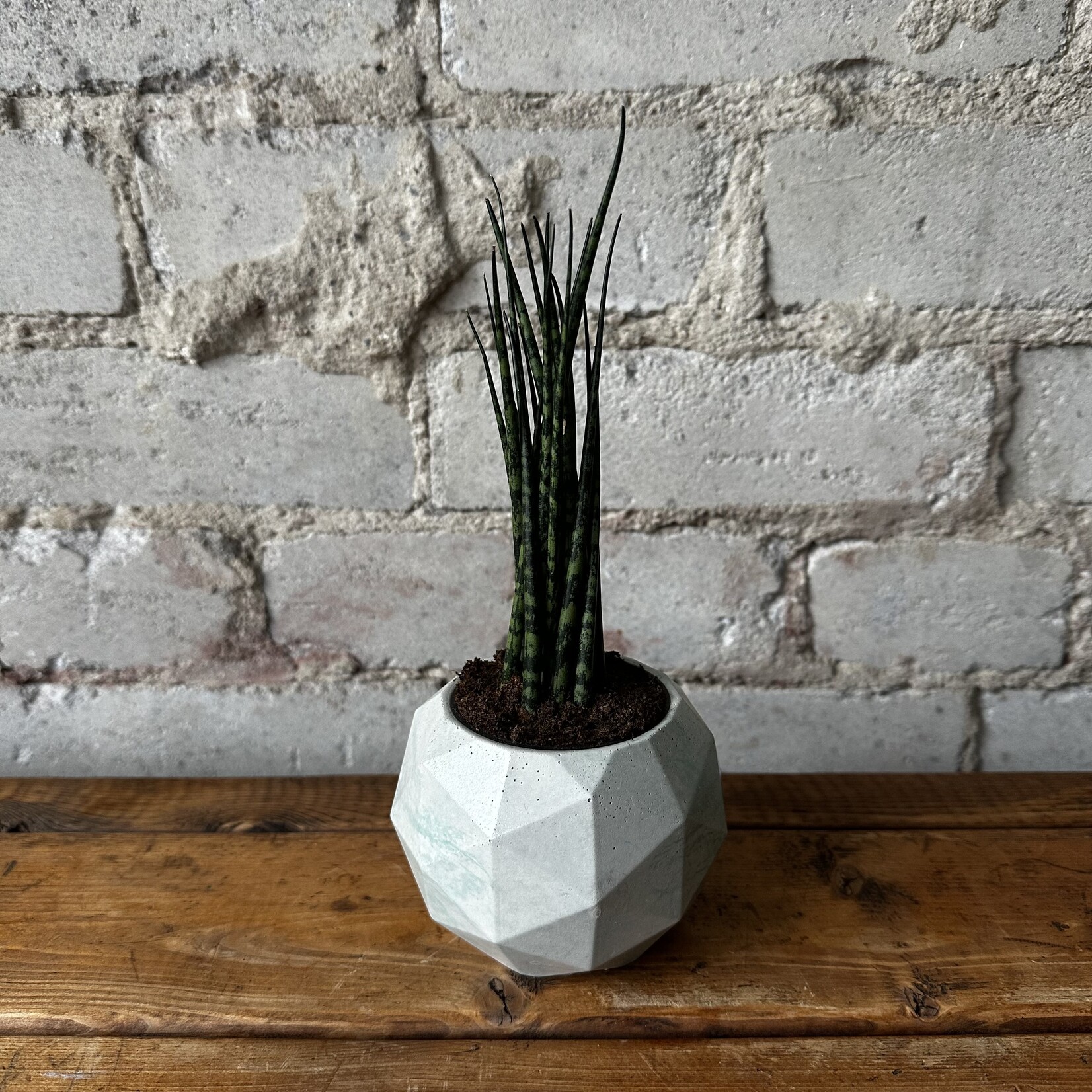 Sansevieria Mikado Fernwood 2.5"