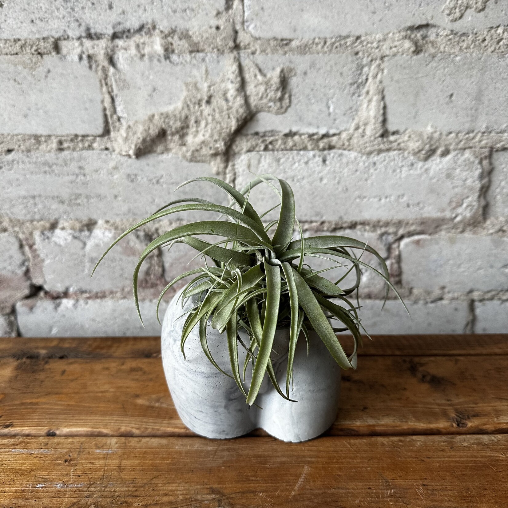 Homebody Collective: Body Planter (Marbled)