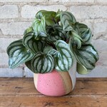 Peperomia Watermelon 5"