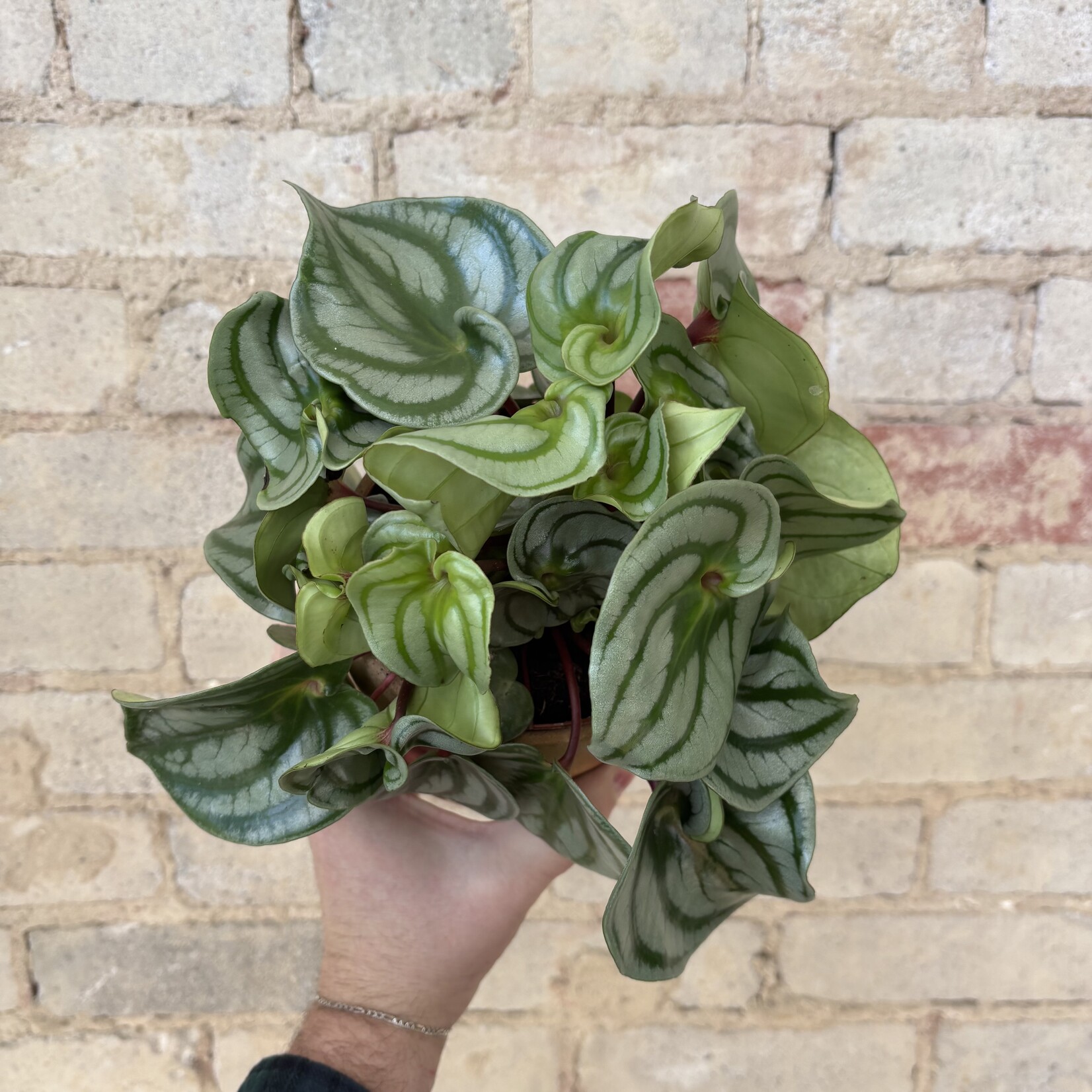 Peperomia Watermelon 5"