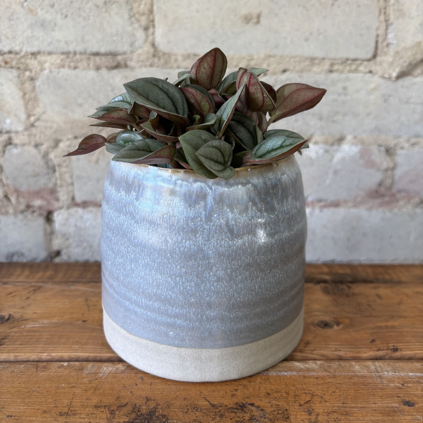 Peperomia Napoli Nights 3.5"