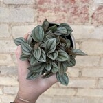 Peperomia Napoli Nights 3.5"