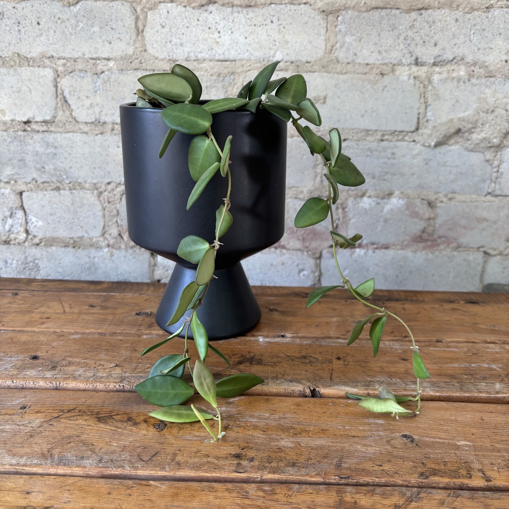 Hoya Bilobata 5"