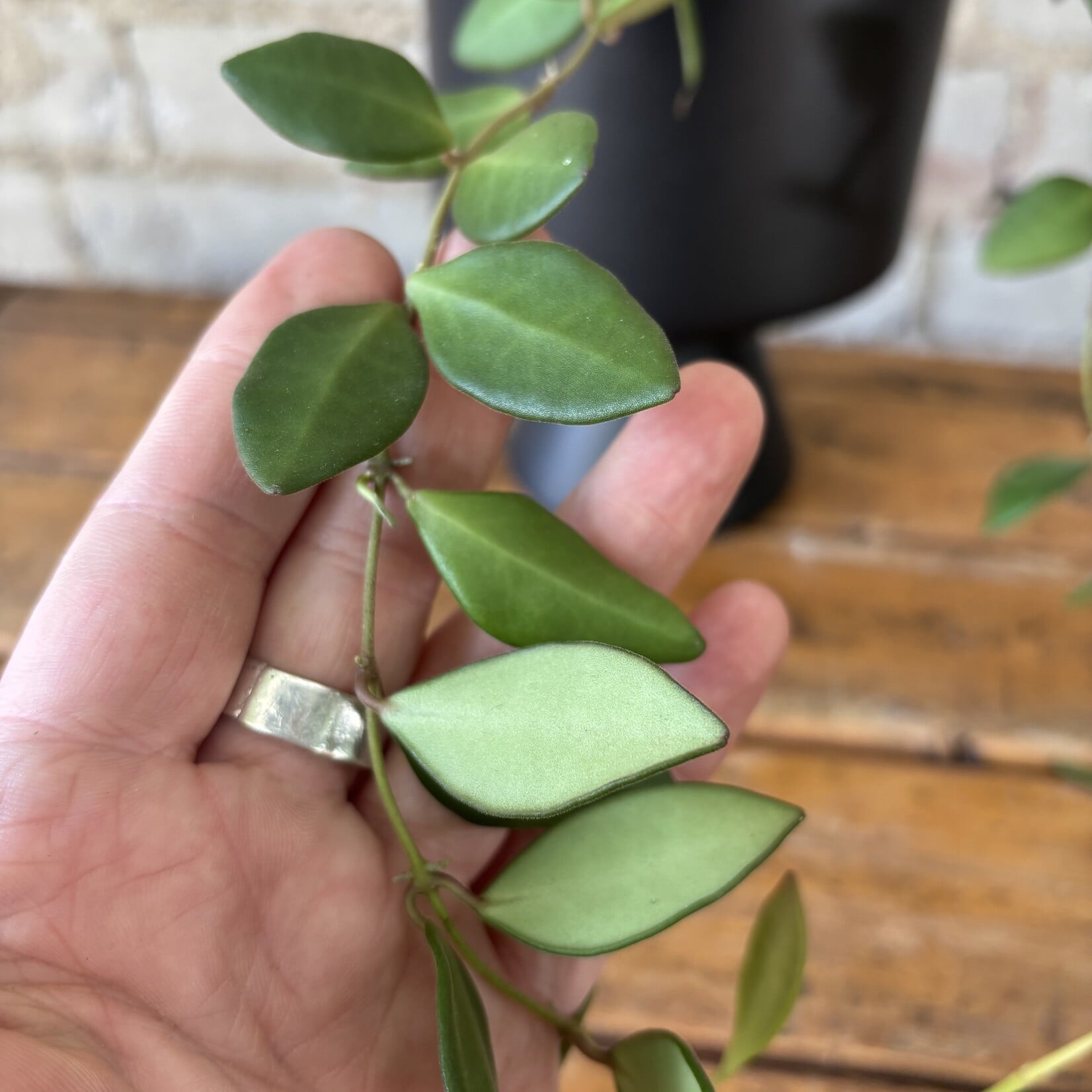 Hoya Bilobata 5"