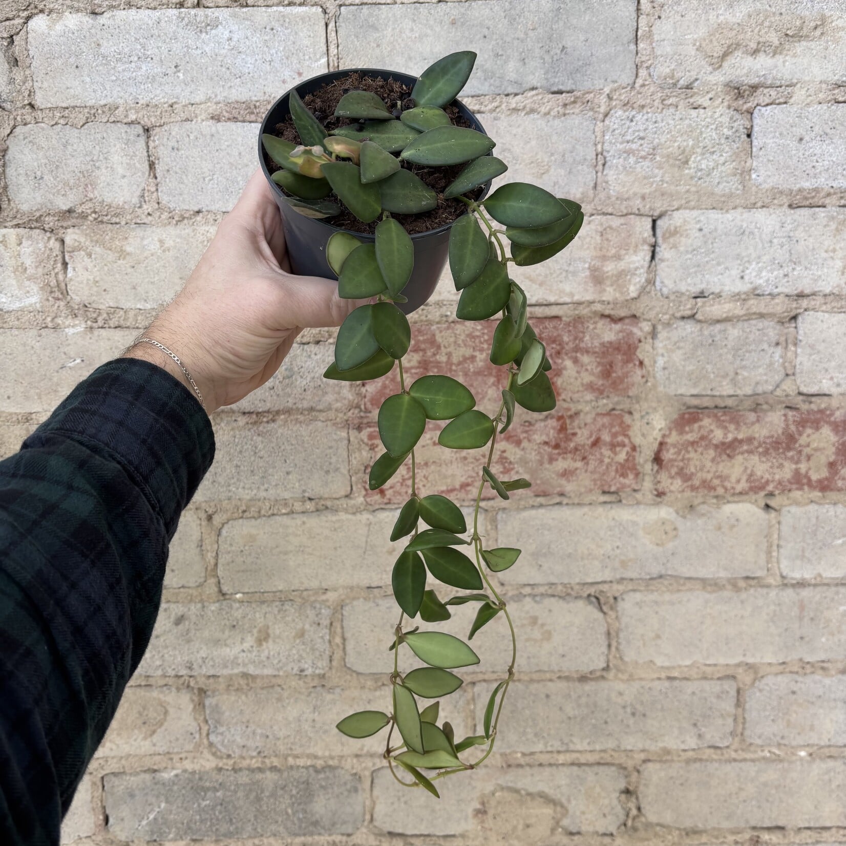Hoya Bilobata 5"