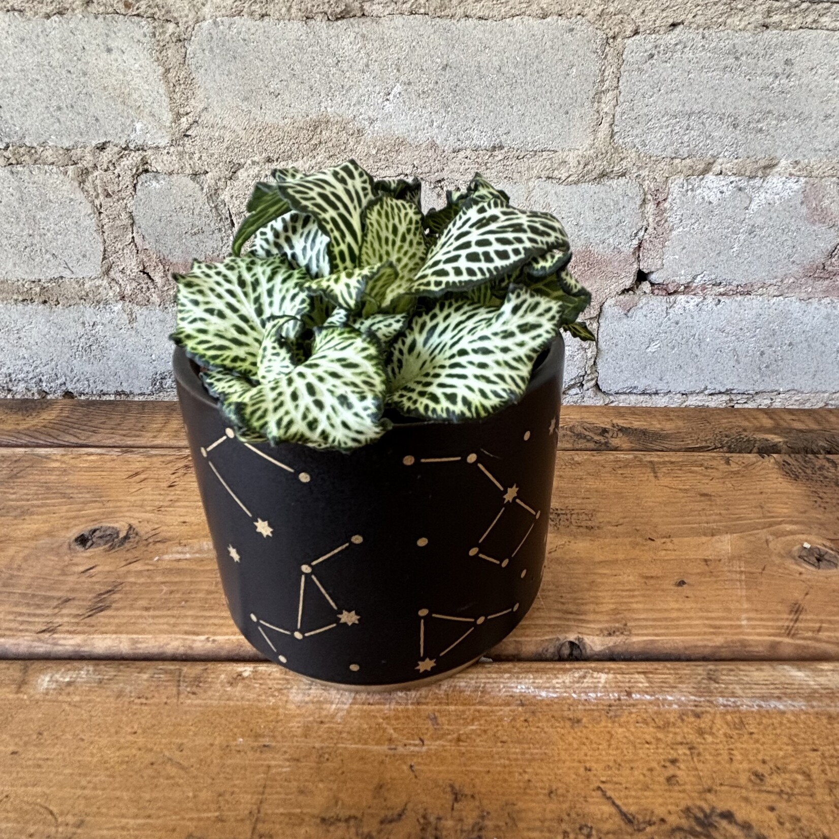 Fittonia White Star 3"