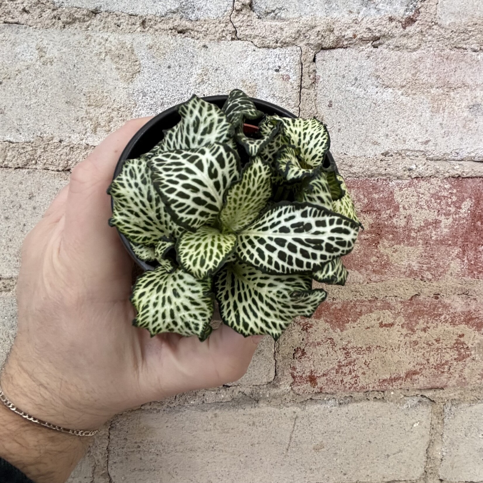 Fittonia White Star 3"
