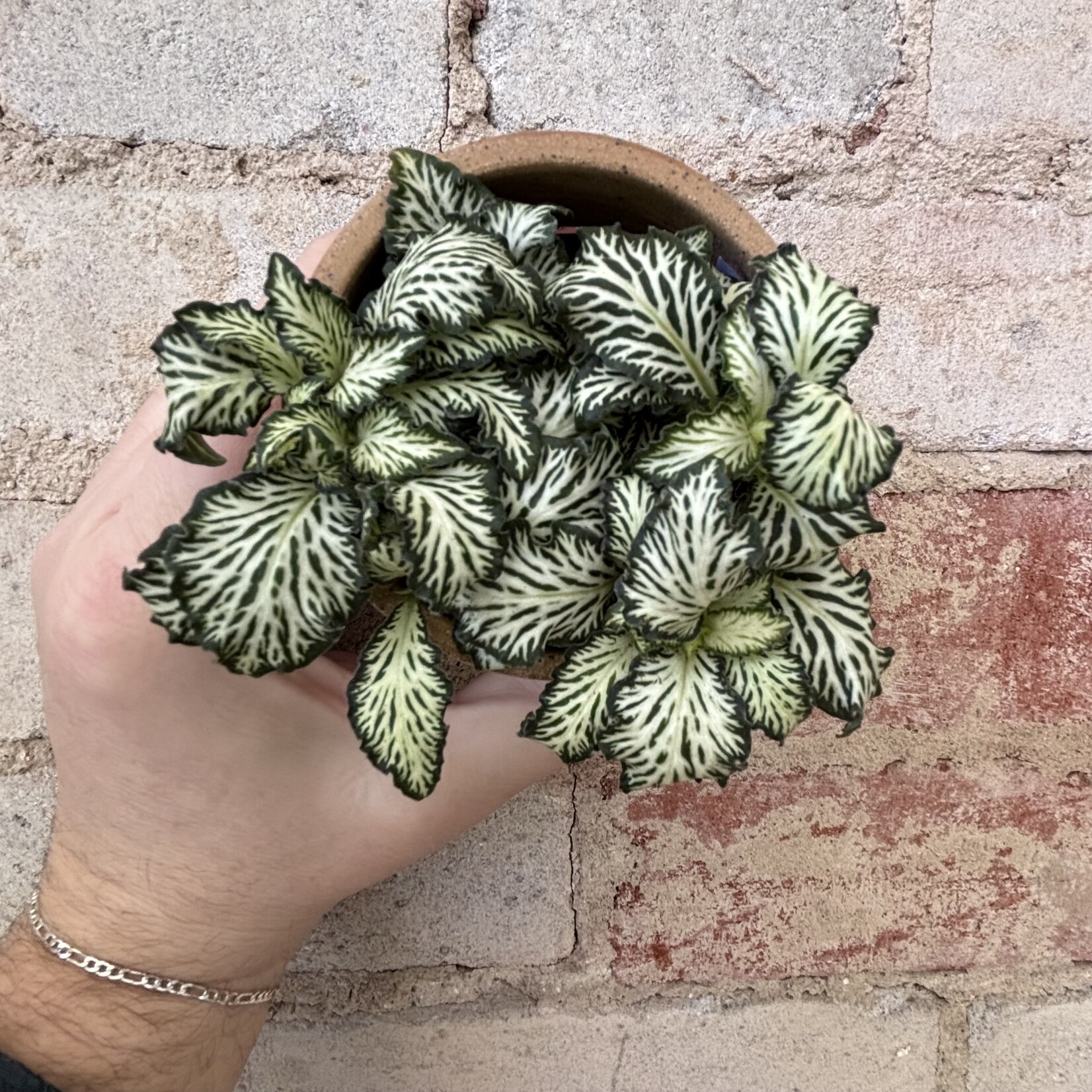 Fittonia White Tiger 3"