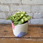 Fittonia Jolly Lemon 3"
