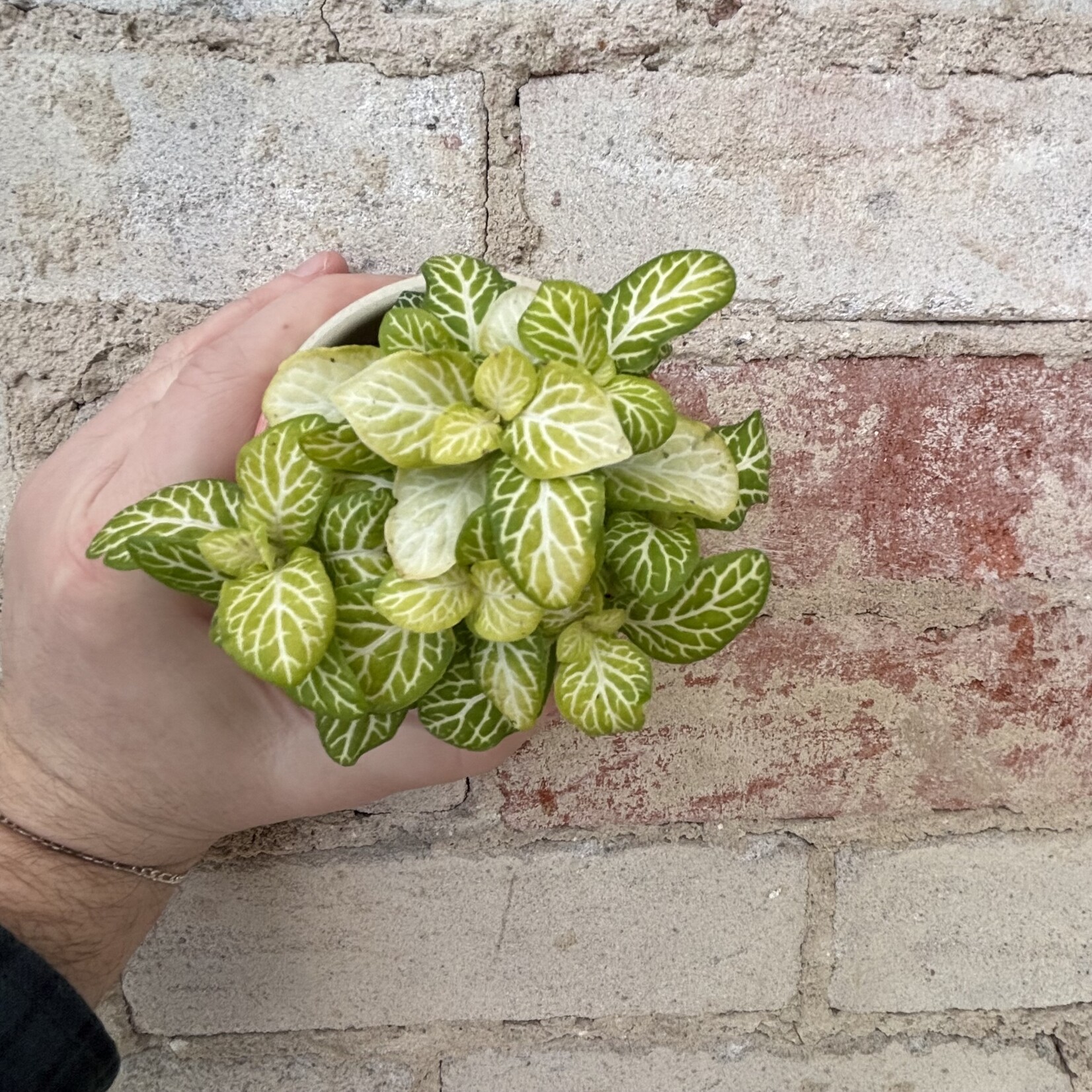 Fittonia Jolly Lemon 3"