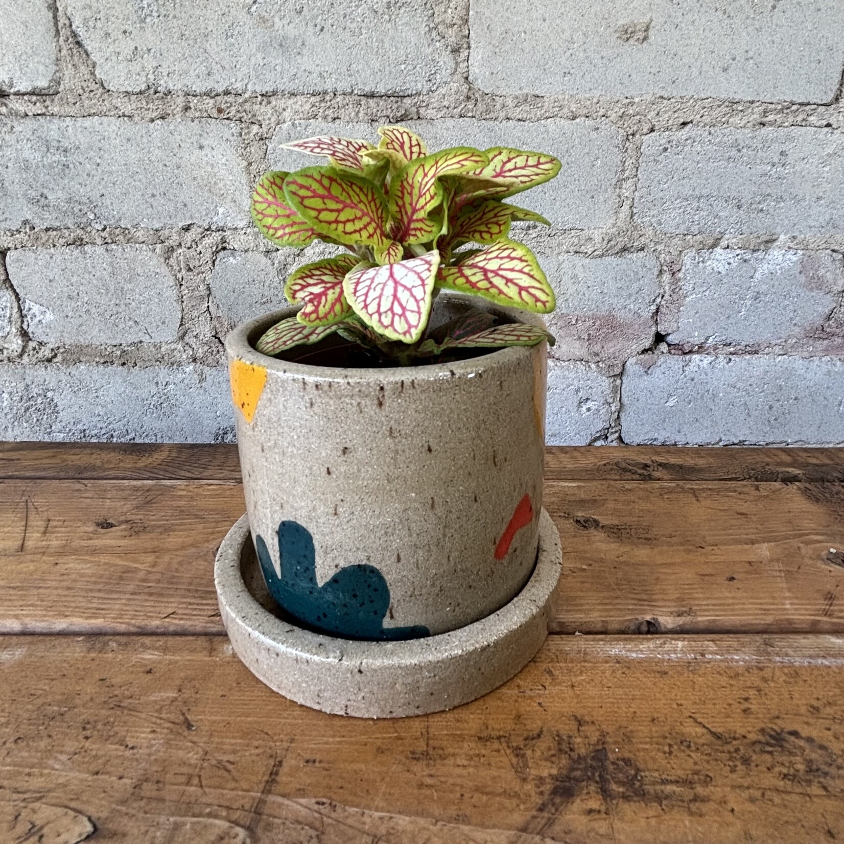 Fittonia Skeleton 3"