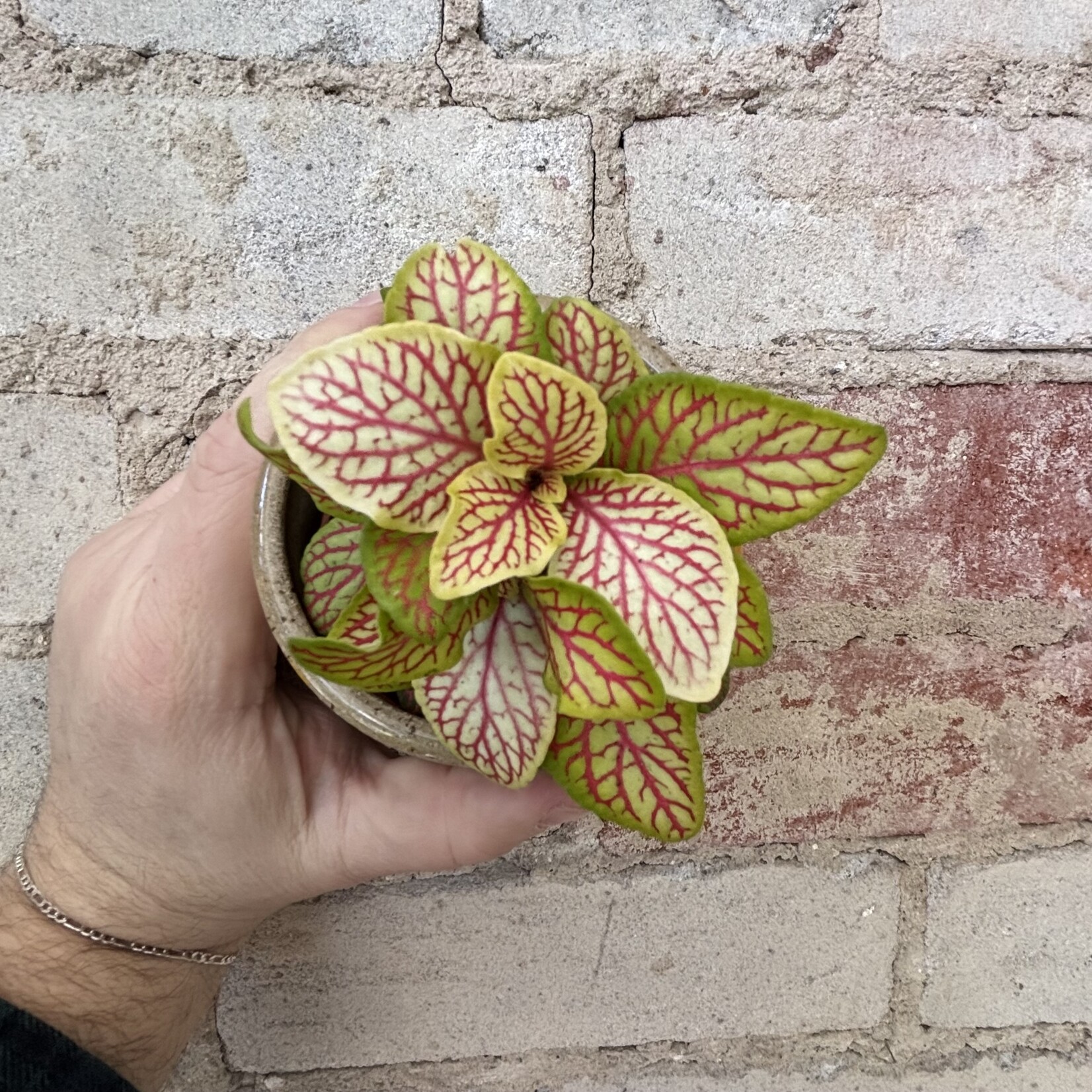Fittonia Skeleton 3"