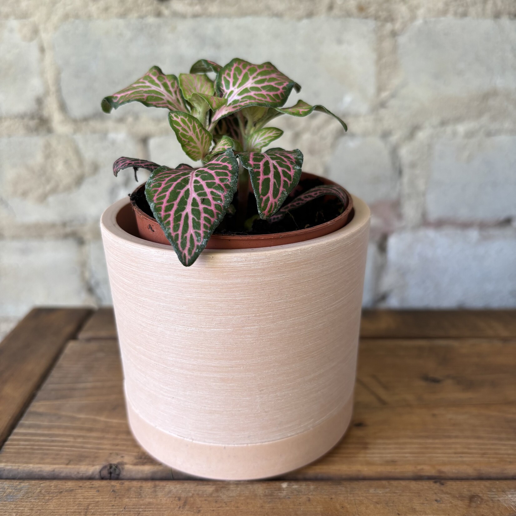 Fittonia Forest Flame 3"