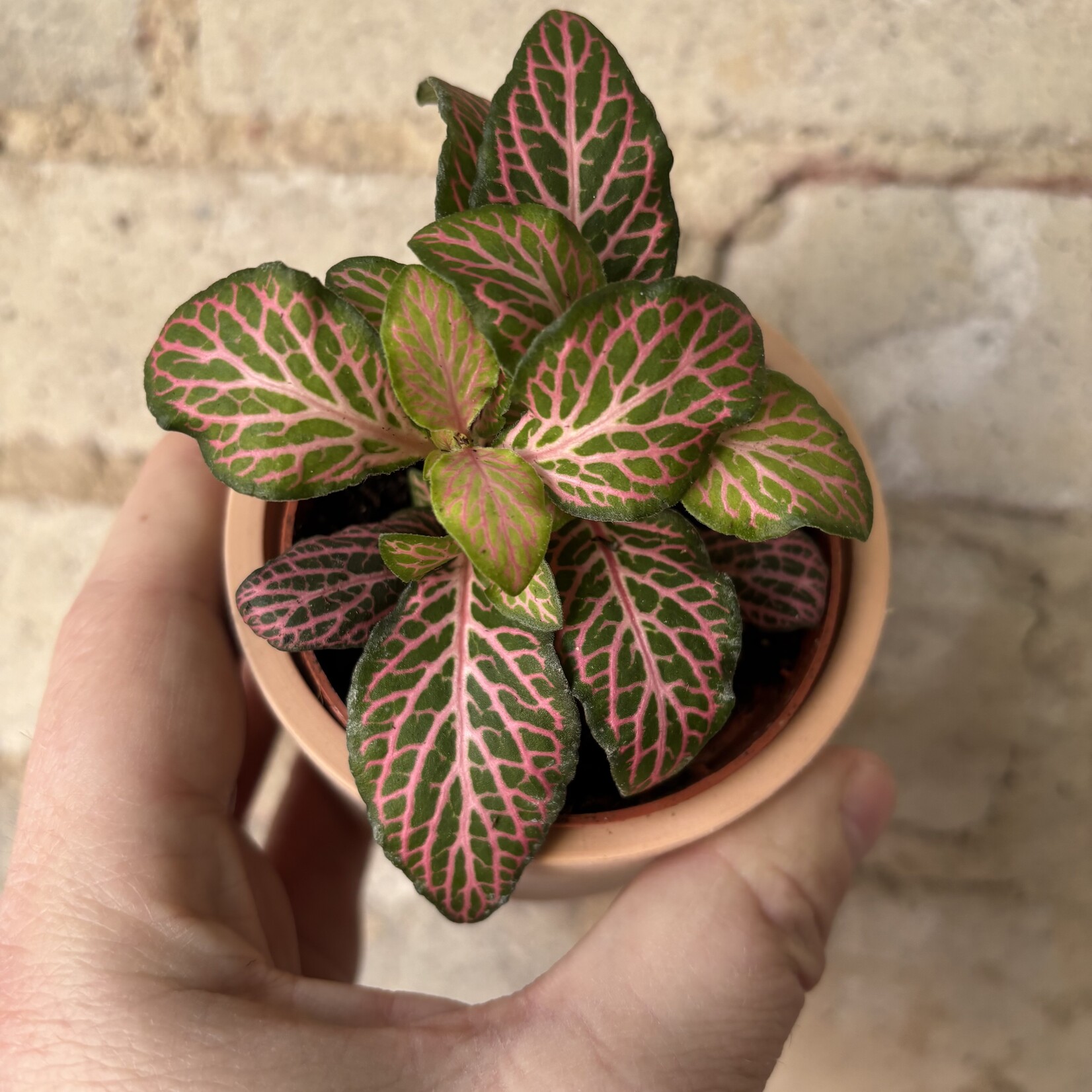 Fittonia Forest Flame 3"