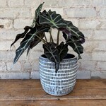 Alocasia Polly 6"