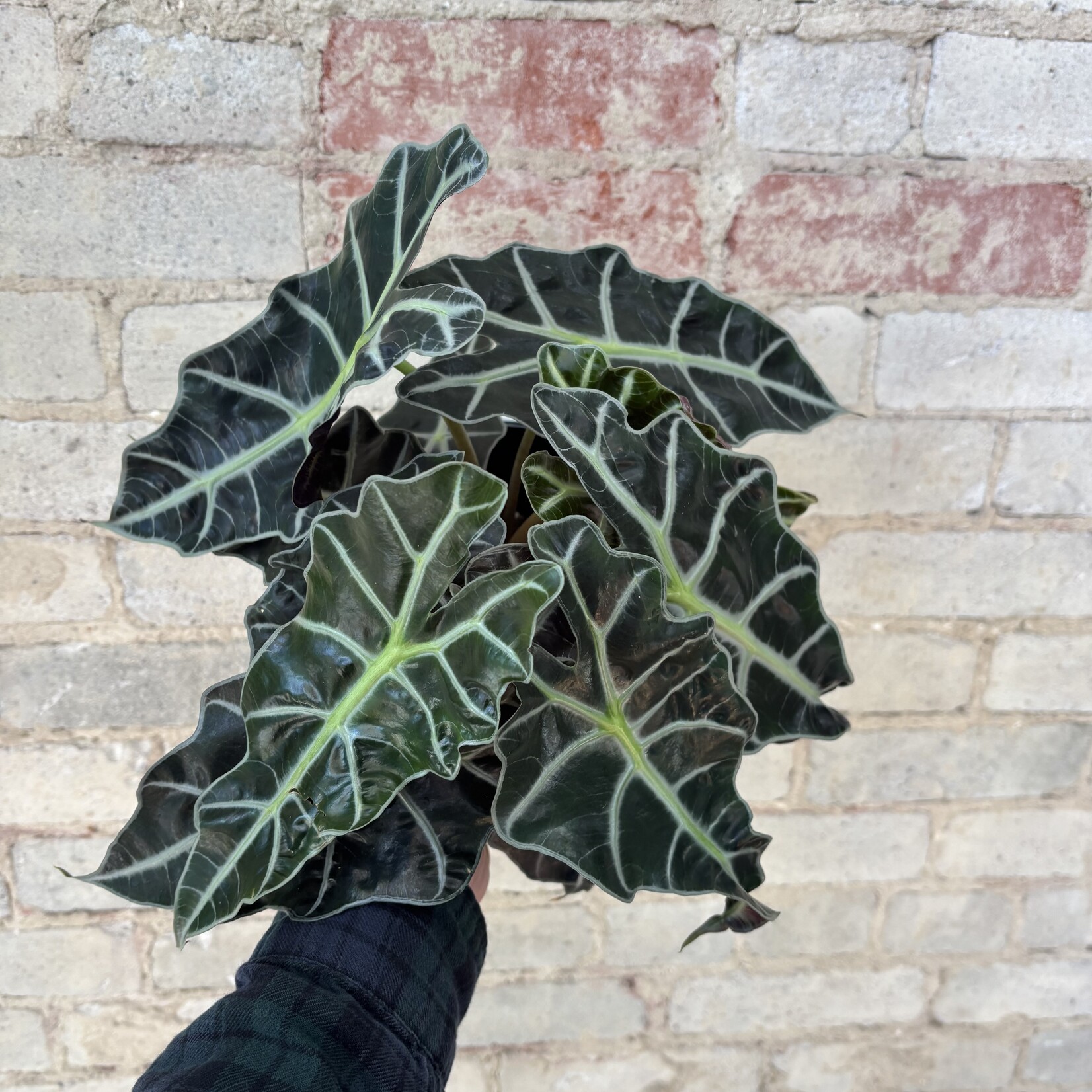 Alocasia Polly 6"