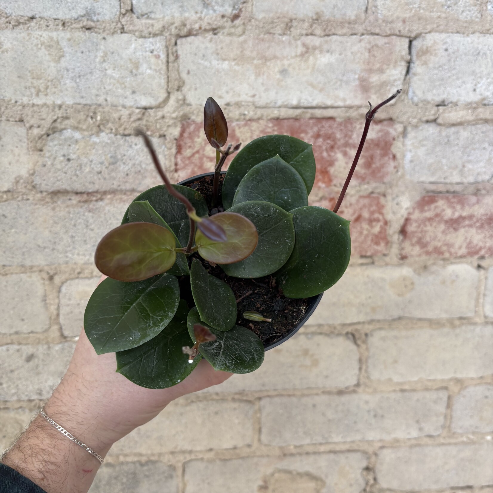 Hoya Australis 5"