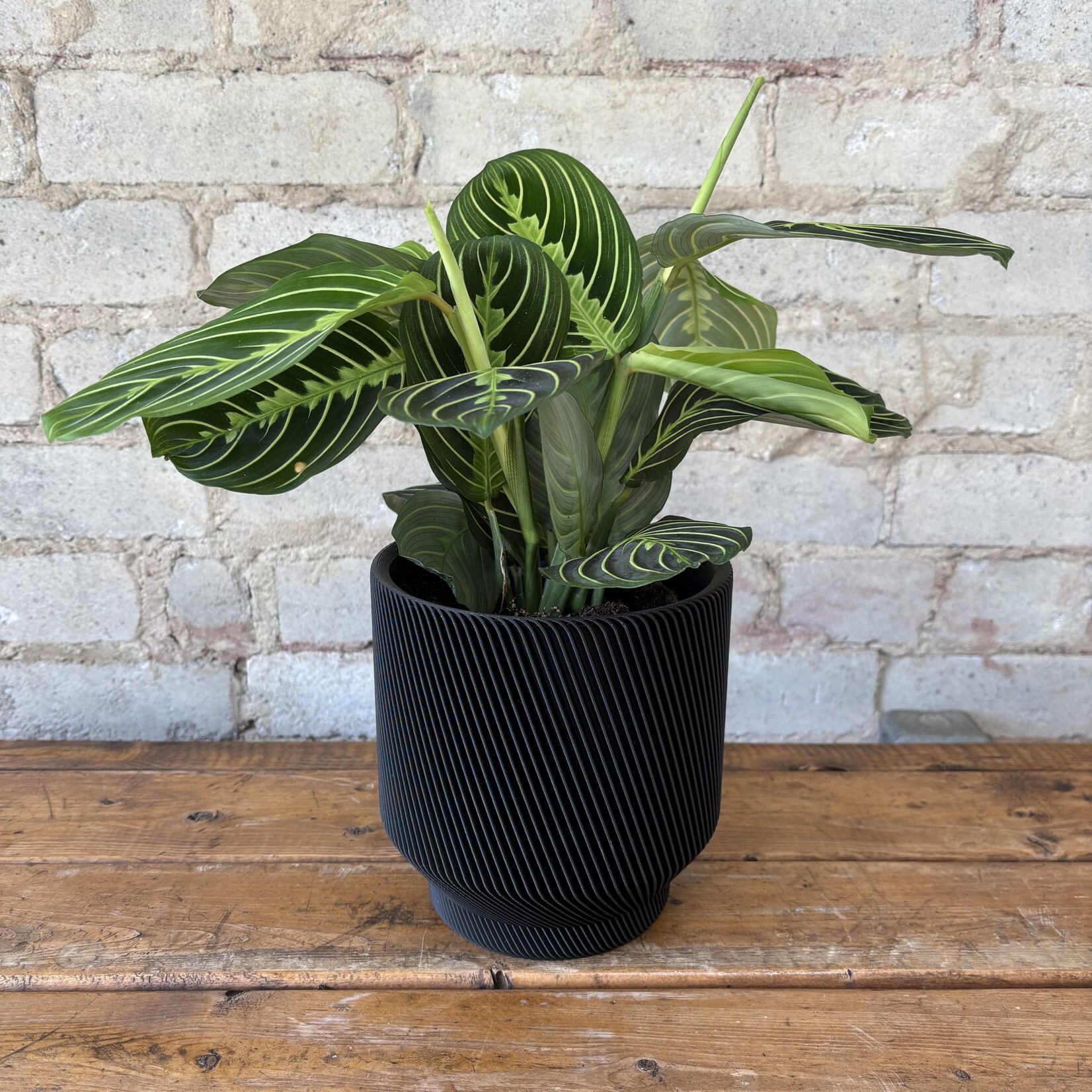 Lemon-Lime Maranta 5"