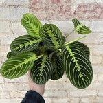 Lemon-Lime Maranta 5"