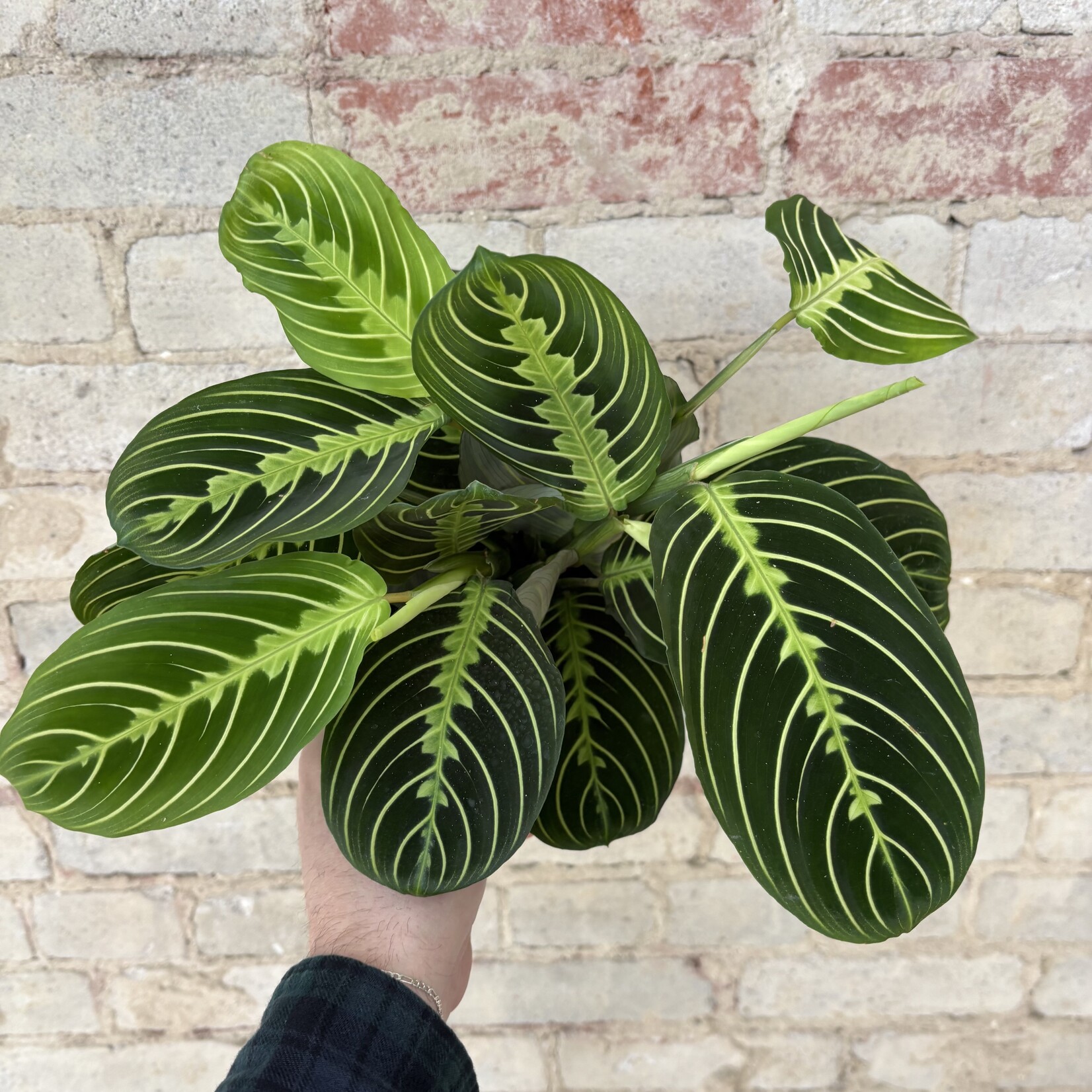 Lemon-Lime Maranta 5"