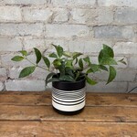 Lipstick Black Pagoda 4"