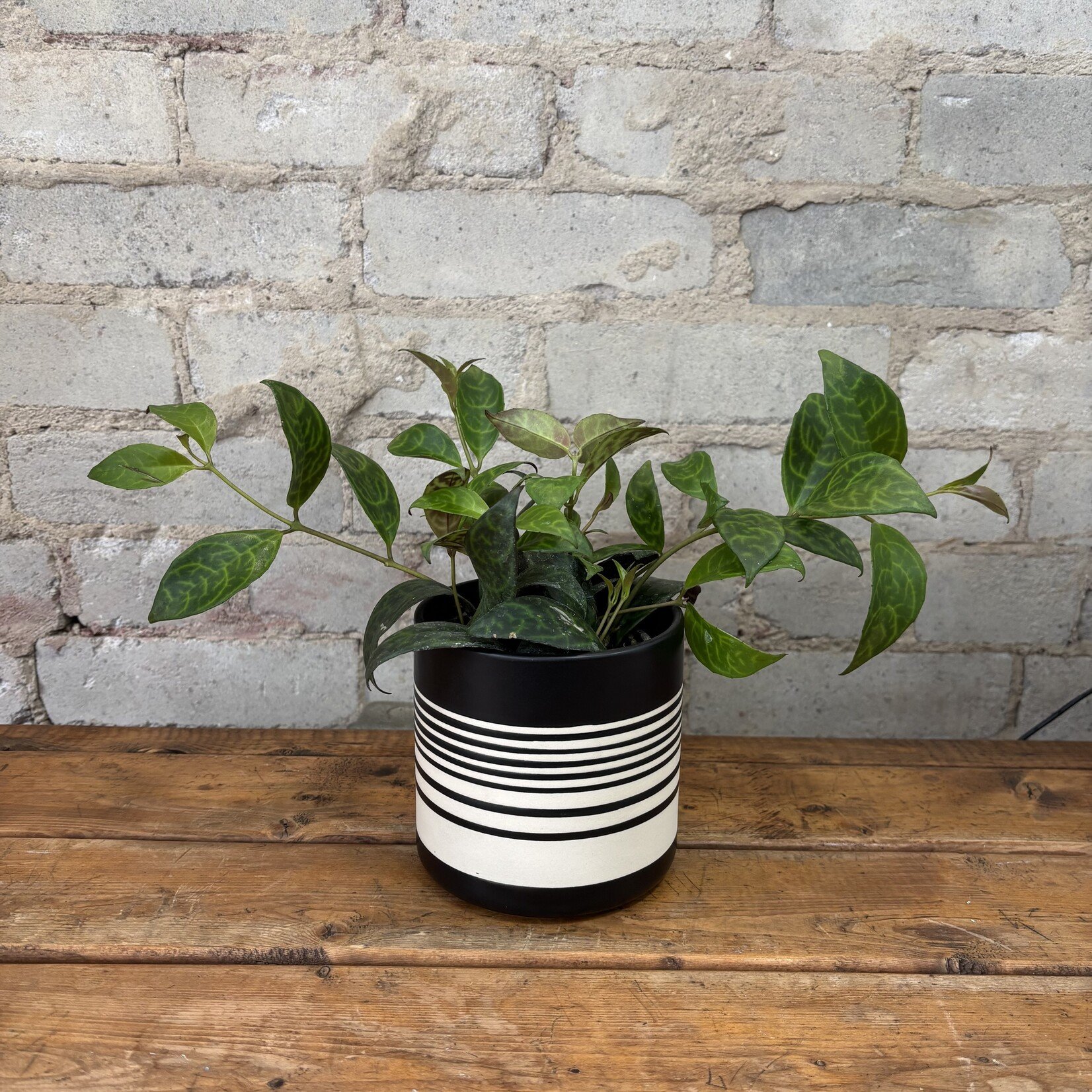 Lipstick Black Pagoda 4"