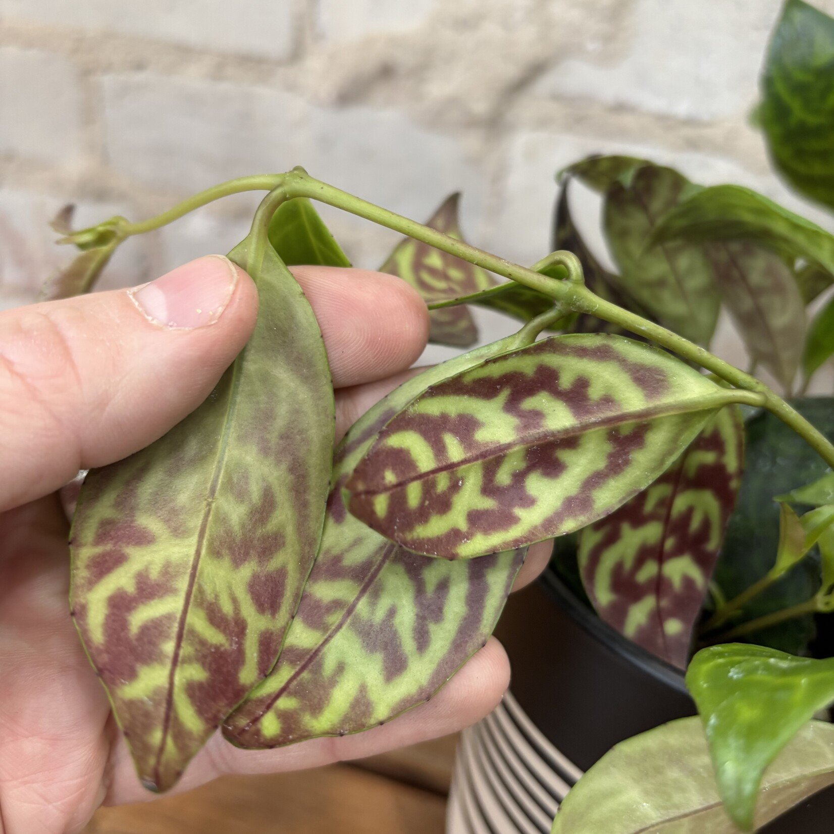 Lipstick Black Pagoda 4"