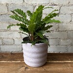 Jae Polgar Ceramics (Calgary)