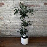 Dracaena Ulysses Warneckii Cane 10"