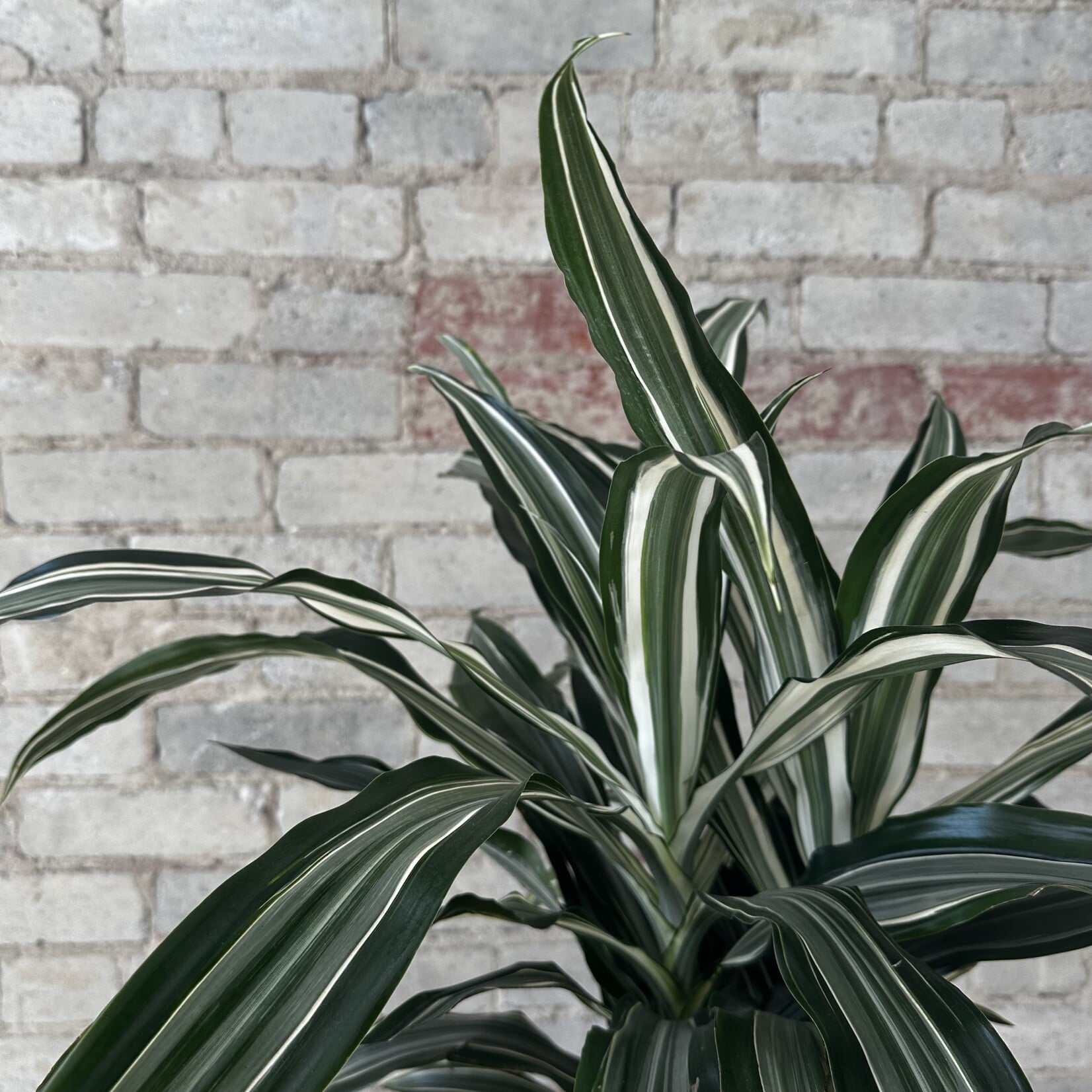 Dracaena Ulysses Warneckii Cane 10"
