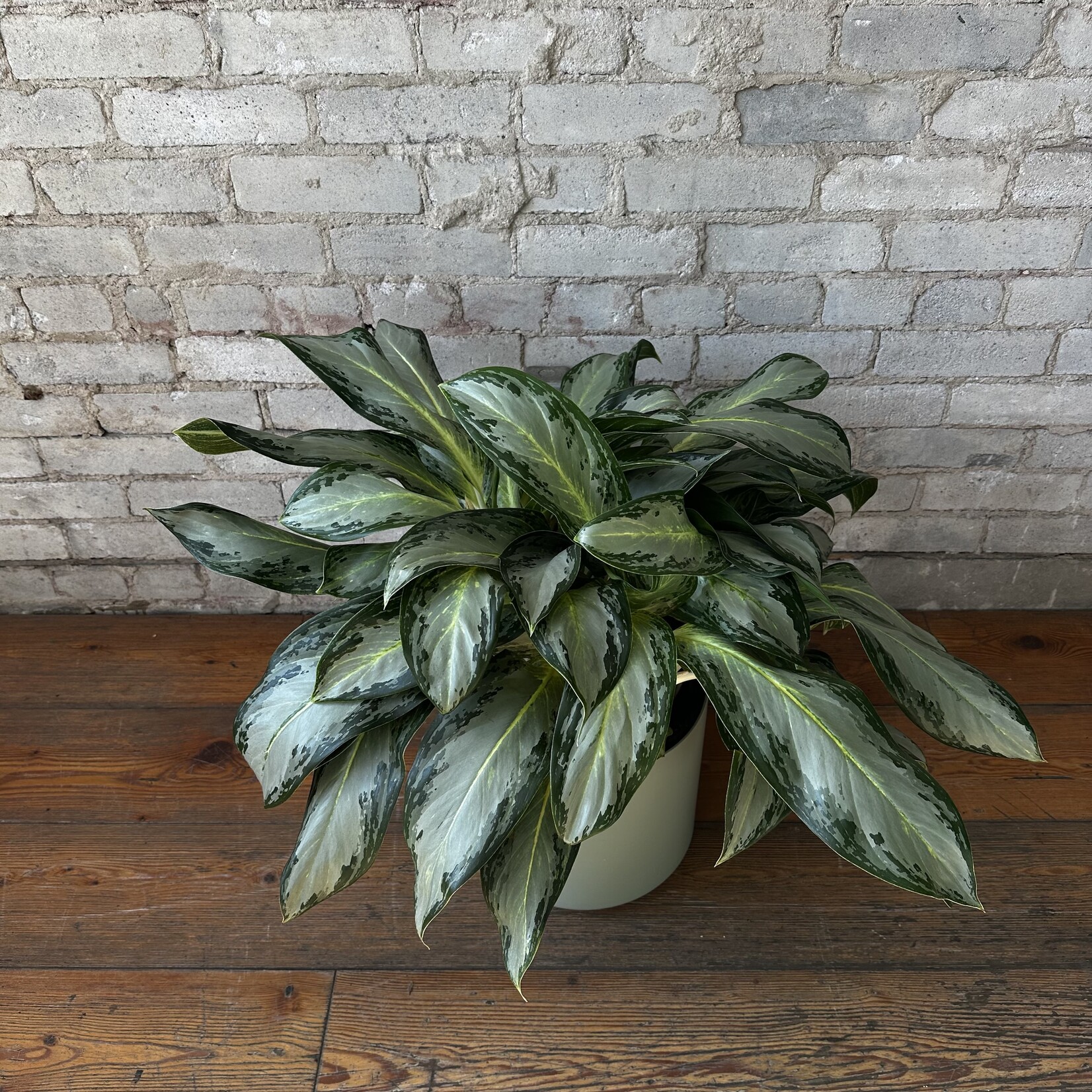 Aglaonema Golden Bay 10"