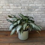 Aglaonema Golden Bay 10"